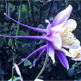 Flower Seeds, Seeds,Seeds For Planting,Plant Seeds