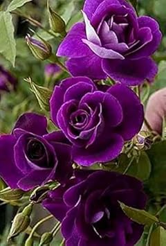 Flower Seeds, Seeds,Seeds For Planting,Plant Seeds