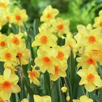 Flower Seeds, Seeds,Seeds For Planting,Plant Seeds