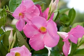 Mandevilla Flower Seeds for Planting Pink Mix – Cut Flower Favorite, Heirloom, Non-GMO, High Germination Organic Garden Seeds