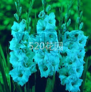 Flower Seeds, Seeds,Seeds For Planting,Plant Seeds