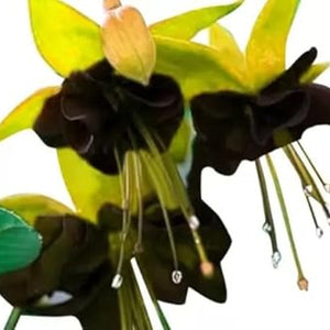 Flower Seeds, Seeds,Seeds For Planting,Plant Seeds