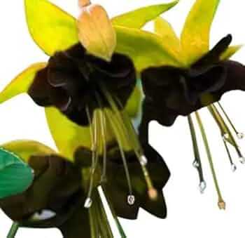 Yellow Black Fuchsia Hybrida Flower Seeds for Planting – Heirloom, Non-GMO, Drought Tolerant, High Germination
