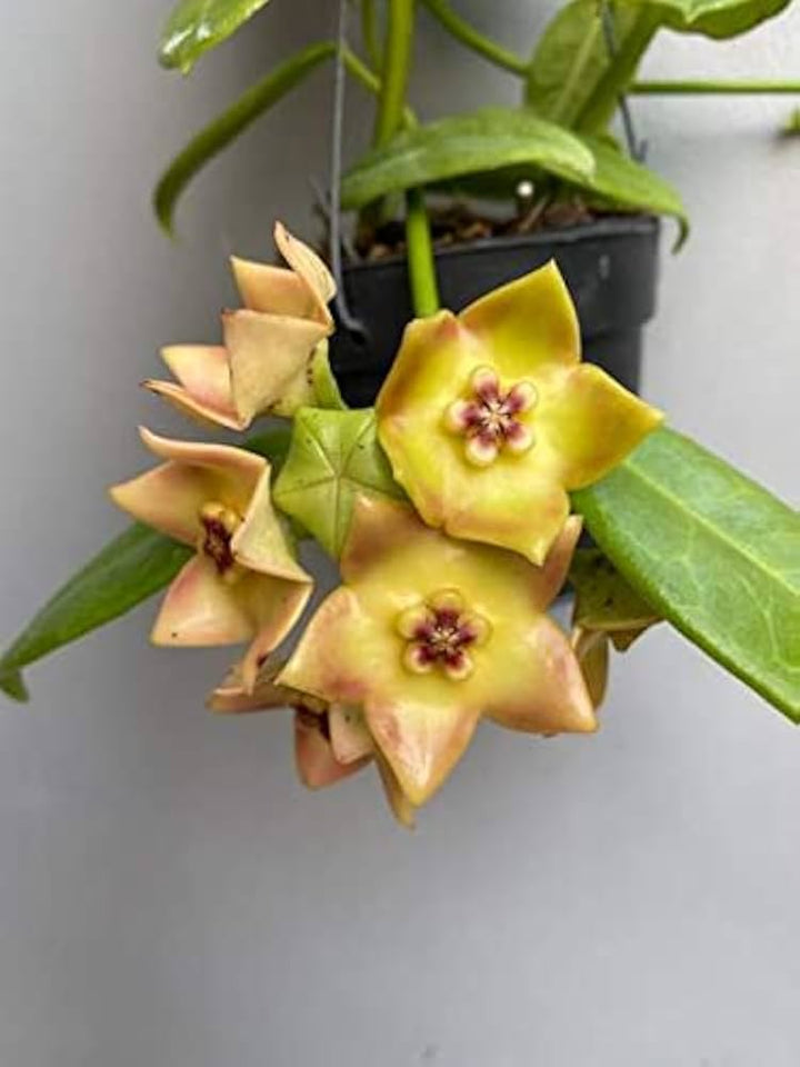 Yellow Red Hoya Carnosa Flower Seeds for Planting – Easy to Grow, Heirloom Non-GMO High Germination Organic Garden Seeds