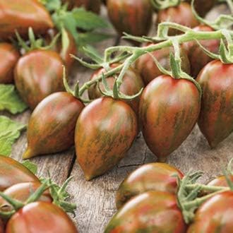 Vegetable Seeds,Garden seeds, Seeds For Planting,Plant Seeds