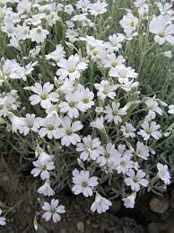 Flower Seeds, Seeds,Seeds For Planting,Plant Seeds