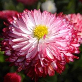 Flower Seeds, Seeds,Seeds For Planting,Plant Seeds