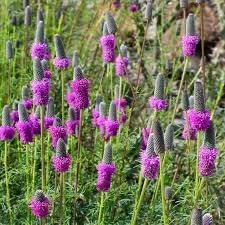 Flower Seeds, Seeds,Seeds For Planting,Plant Seeds