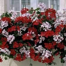 Flower Seeds, Seeds,Seeds For Planting,Plant Seeds