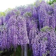 Flower Seeds, Seeds,Seeds For Planting,Plant Seeds