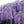 Flower Seeds, Seeds,Seeds For Planting,Plant Seeds