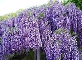 Flower Seeds, Seeds,Seeds For Planting,Plant Seeds