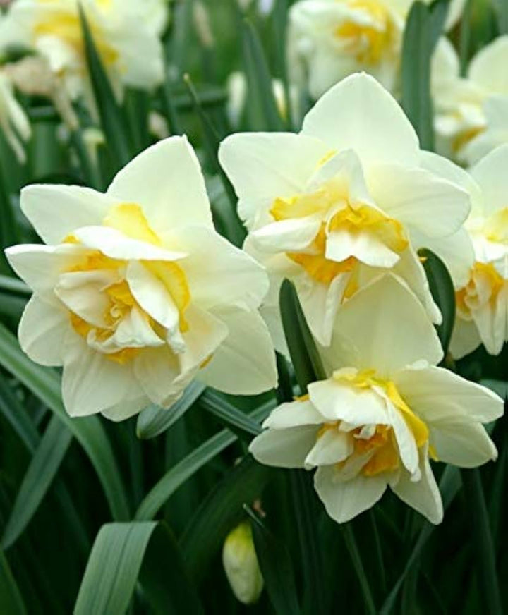 White Yellow Double Petals Narcissus Daffodil Seeds for Planting – Heirloom, Non-GMO, Shade Tolerant, High Germination