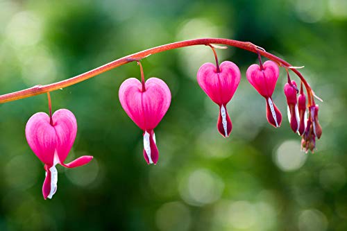 Pink Heart Flower Seeds for Planting – Compact Growth, Heirloom, Non-GMO, High Germination Organic Garden Seeds