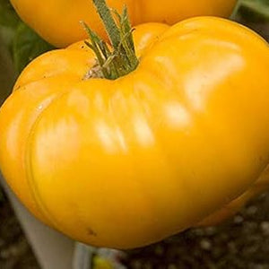 Vegetable Seeds,Garden seeds, Seeds For Planting,Plant Seeds