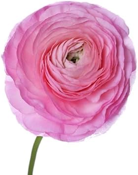 Flower Seeds, Seeds,Seeds For Planting,Plant Seeds
