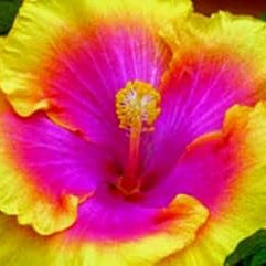 Flower Seeds, Seeds,Seeds For Planting,Plant Seeds