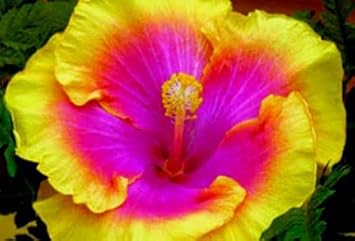 Flower Seeds, Seeds,Seeds For Planting,Plant Seeds