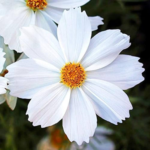 Flower Seeds, Seeds,Seeds For Planting,Plant Seeds
