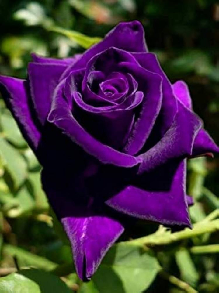 Dark Purple Rose Flower Seeds for Planting – Heirloom, Non-GMO, High Germination, Organic Garden Seeds