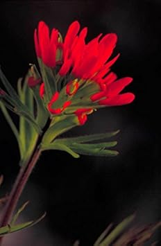 Red Castilleja Flower Seeds for Planting – Hardy, Vibrant Wildflower Blooms