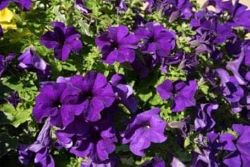 Oblique Petunia Flower Seeds for Planting Dark Violet – Premium Quality, Heirloom & Non-GMO, High Germination Organic Garden Seeds