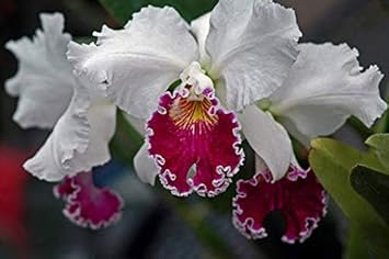 Flower Seeds, Seeds,Seeds For Planting,Plant Seeds