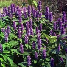 Flower Seeds, Seeds,Seeds For Planting,Plant Seeds