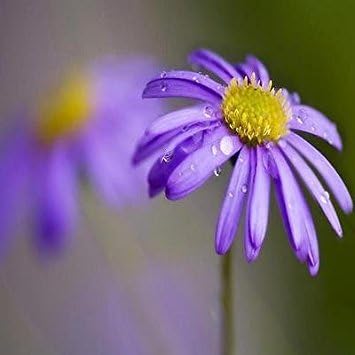 Flower Seeds, Seeds,Seeds For Planting,Plant Seeds