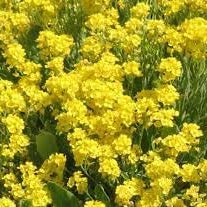 Flower Seeds, Seeds,Seeds For Planting,Plant Seeds