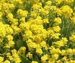 Flower Seeds, Seeds,Seeds For Planting,Plant Seeds