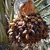 Medjool Date Palm Seeds for Planting – Heirloom, Non-GMO, High Germination Organic Garden Seeds for Sweet Fruit Trees