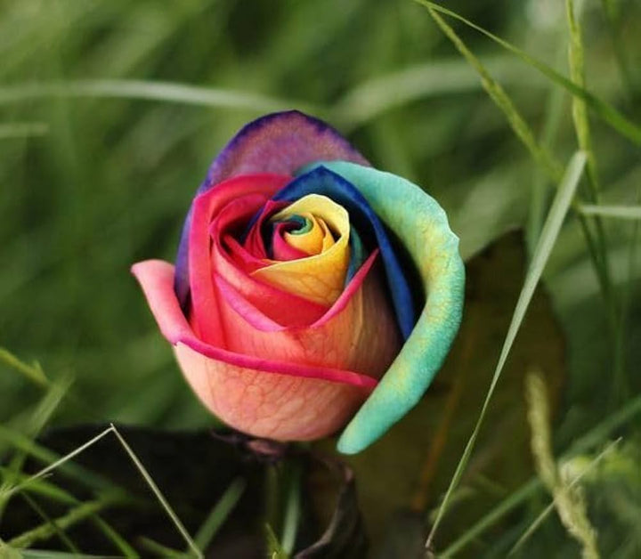 Green Multi-Color Rose Flower Seeds for Planting – Heirloom, Non-GMO, Low Maintenance, High Germination