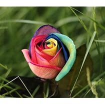 Brown Rainbow Potted Rose Flower Seeds for Planting - Heirloom, Non-GMO, Pollinator Friendly, High Germination Garden Seeds