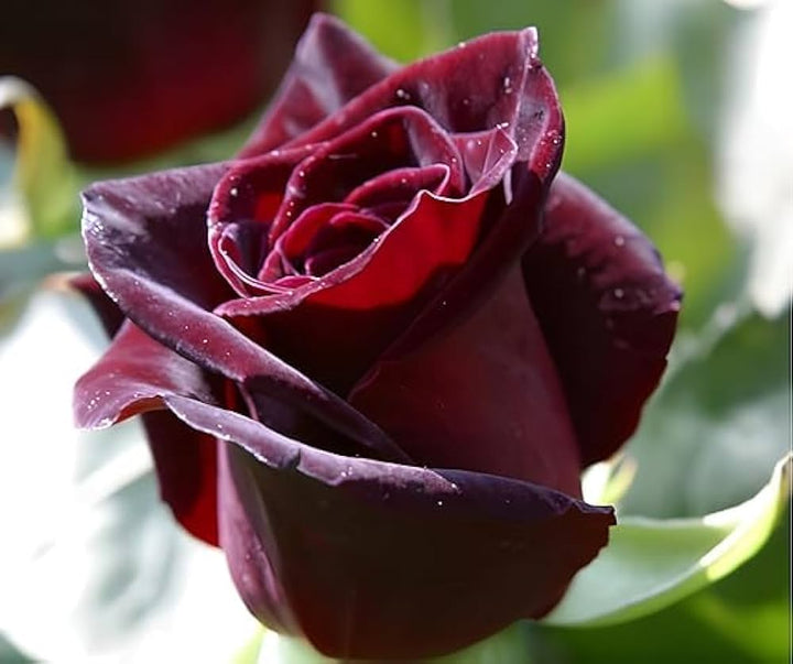 Dark Red Rare Rose Flower Seeds for Planting – Premium Heirloom Non-GMO High Germination Garden Seeds