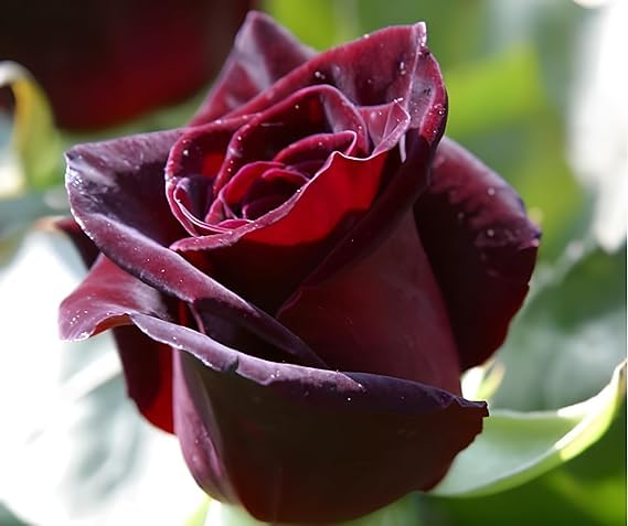 Dark Red Rose Flower Seeds for Planting - Heirloom, Non-GMO, Hardy Variety for Home Garden