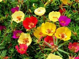 Flower Seeds, Seeds,Seeds For Planting,Plant Seeds