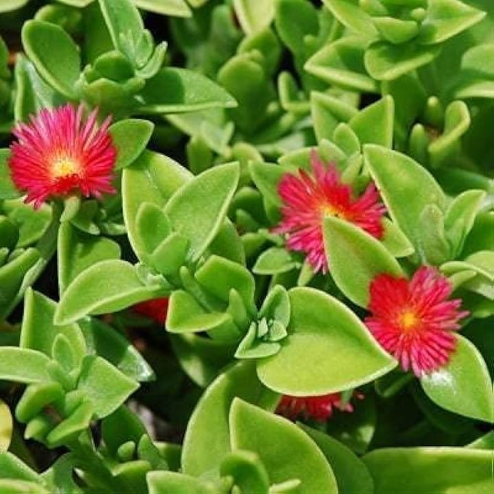 Red Aptenia Flower Seeds for Planting – Heirloom, Non-GMO, High Germination, Long Bloom Organic Garden Seeds