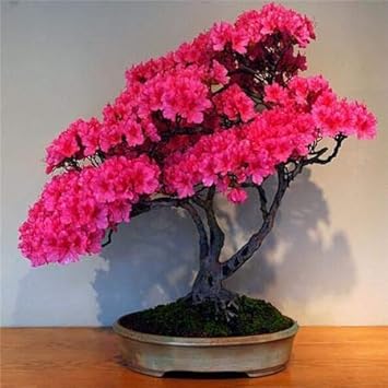 Flower Seeds, Seeds,Seeds For Planting,Plant Seeds