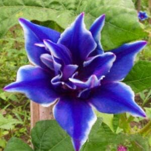 Flower Seeds, Seeds,Seeds For Planting,Plant Seeds