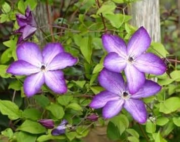 Flower Seeds, Seeds,Seeds For Planting,Plant Seeds