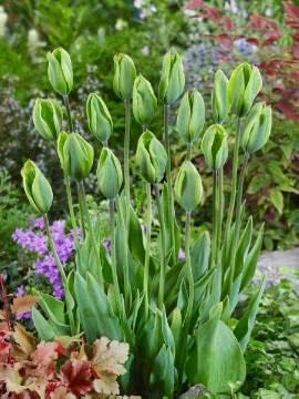 Deep Green Tulip Flower Seeds for Planting – Heirloom, Non-GMO, Vibrant Color, High Germination