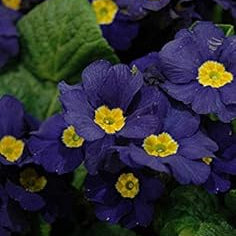 Flower Seeds, Seeds,Seeds For Planting,Plant Seeds
