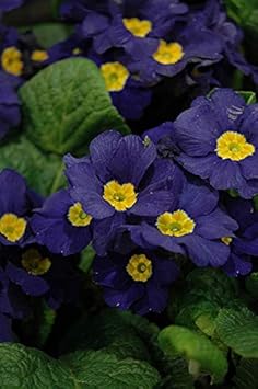 Flower Seeds, Seeds,Seeds For Planting,Plant Seeds