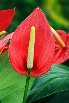 Flower Seeds, Seeds,Seeds For Planting,Plant Seeds