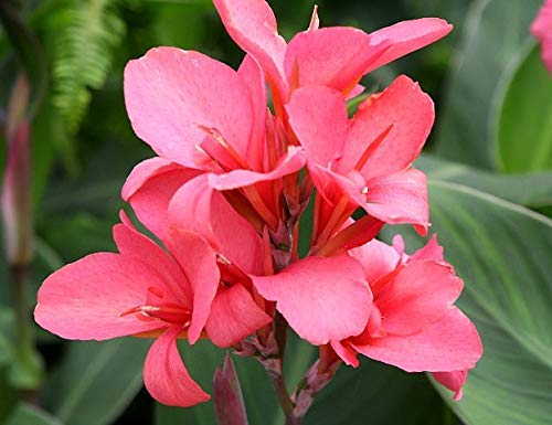 Canna Flower Seeds for Planting – Heirloom Non-GMO Seeds, High Germination for Organic Garden