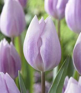 Light Purple Tulip Flower Seeds for Planting – Heirloom, Non-GMO, High Germination Organic Garden Seeds