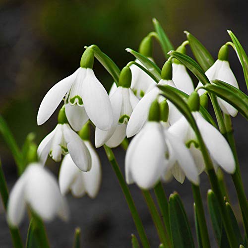 Snowdrop Bulbs Flower seeds for Planting - Fragrant Blossoms, Heirloom & GMO Free Seeds for Home Garden, 100pcs