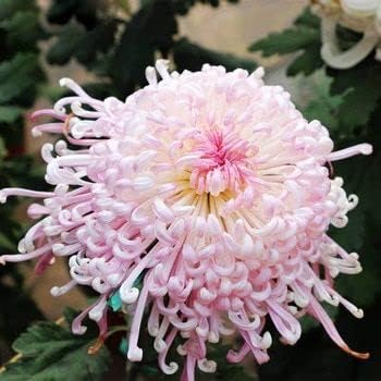 Flower Seeds, Seeds,Seeds For Planting,Plant Seeds