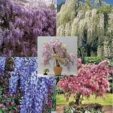 Flower Seeds, Seeds,Seeds For Planting,Plant Seeds